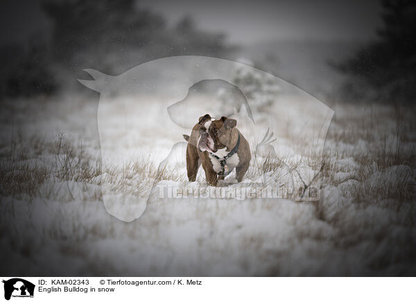 Englische Bulldogge im Schnee / English Bulldog in snow / KAM-02343