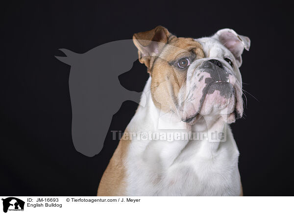 Englische Bulldogge / English Bulldog / JM-16693