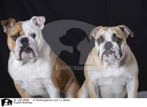 Englische Bulldoggen / English Bulldogs / JM-16695