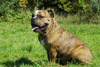 English Bulldog