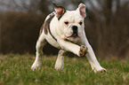 running English Bulldog