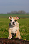 English Bulldog puppy