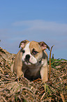 English Bulldog puppy