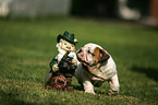 English Bulldog Puppy