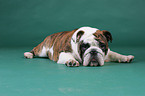 lying English Bulldog