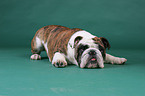 lying English Bulldog