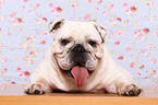 lying English Bulldog