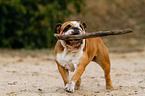 playing English Bulldog