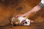 rolling young English Bulldog