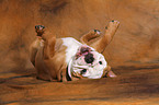 rolling young English Bulldog