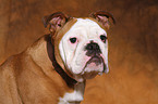 English Bulldog Portrait