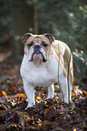 standing English Bulldog