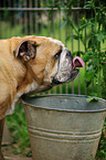 drinking English Bulldog