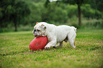 playing English Bulldog