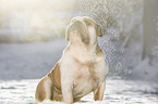 sitting English Bulldog