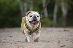 running English Bulldog