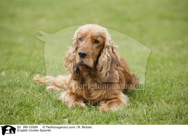 English Cocker Spaniel / English Cocker Spaniel / RR-10089