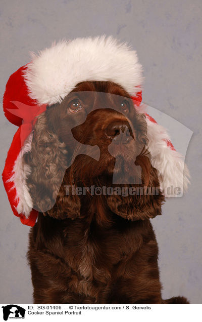 Cocker Spaniel Portrait / SG-01406