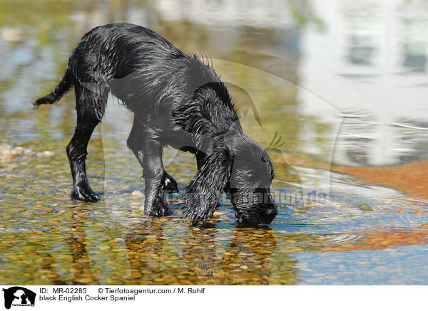 schwarzer English Cocker Spaniel / black English Cocker Spaniel / MR-02285