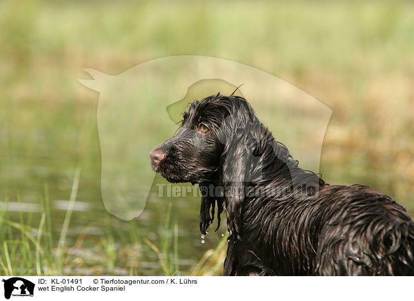 wet English Cocker Spaniel / KL-01491