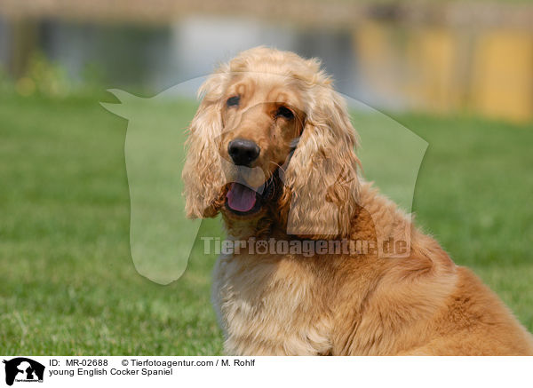 young English Cocker Spaniel / MR-02688