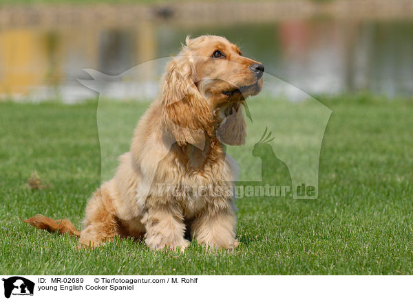 young English Cocker Spaniel / MR-02689