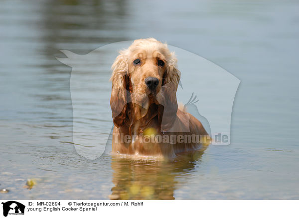 young English Cocker Spaniel / MR-02694