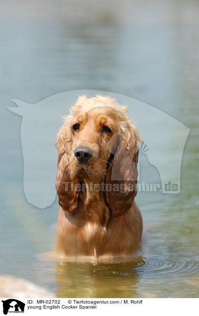 young English Cocker Spaniel / MR-02702