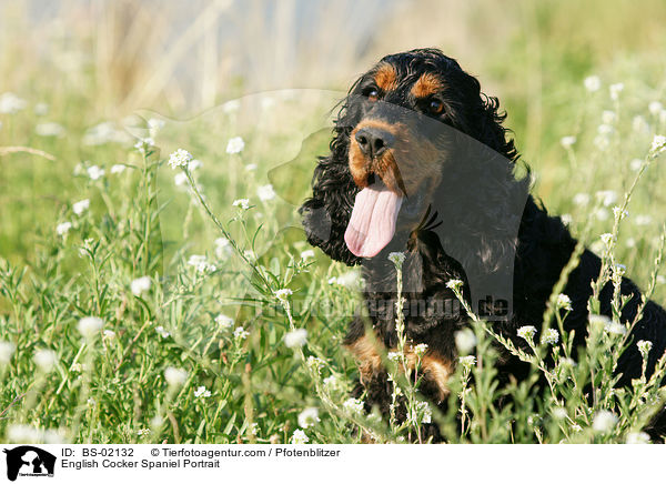 English Cocker Spaniel Portrait / BS-02132