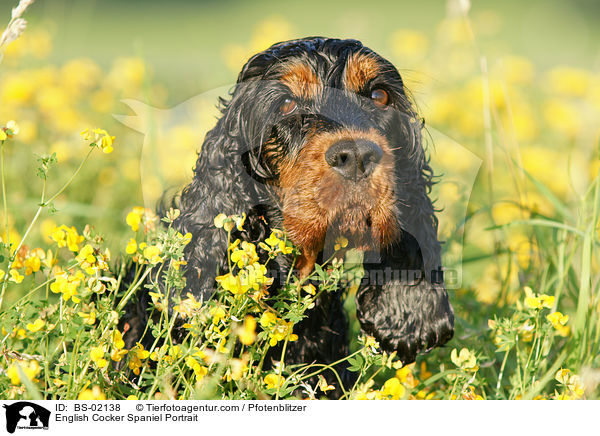 English Cocker Spaniel Portrait / BS-02138