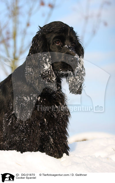 Cocker Spaniel / DG-01870