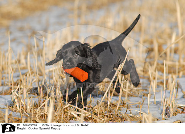 English Cocker Spaniel Welpe / English Cocker Spaniel Puppy / MR-05262