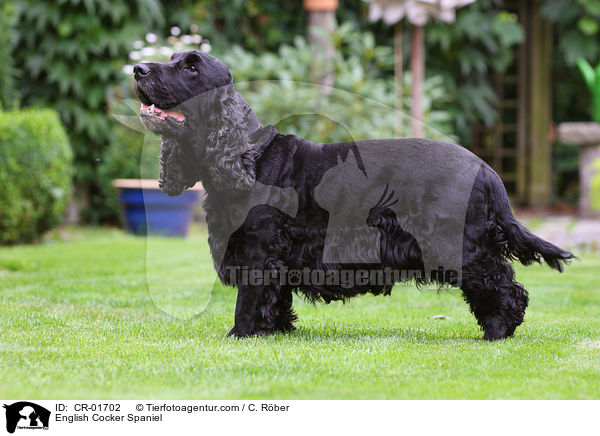 English Cocker Spaniel / CR-01702