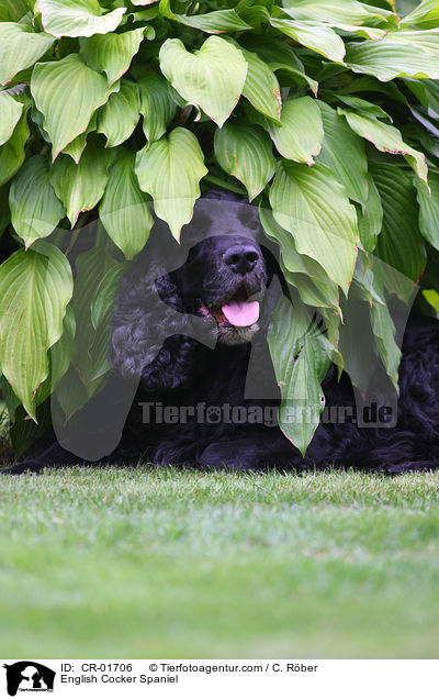 English Cocker Spaniel / English Cocker Spaniel / CR-01706