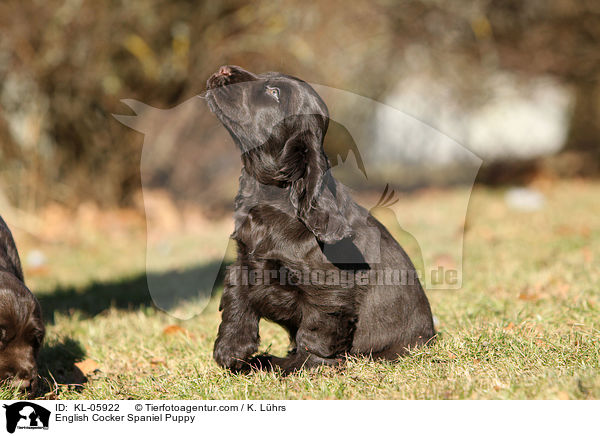 English Cocker Spaniel Puppy / KL-05922