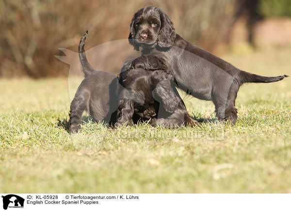 English Cocker Spaniel Puppies / KL-05928