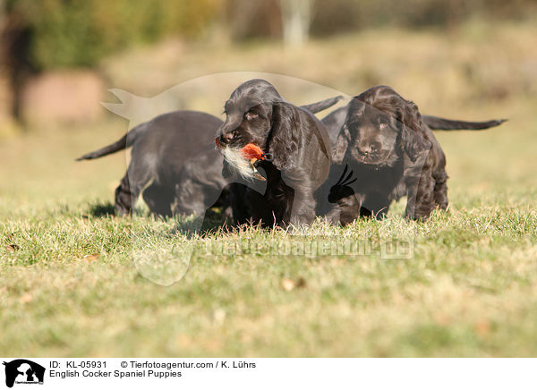 English Cocker Spaniel Puppies / KL-05931