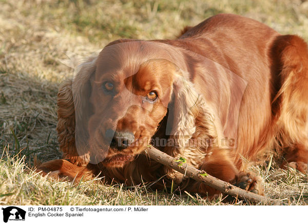 English Cocker Spaniel / English Cocker Spaniel / PM-04875