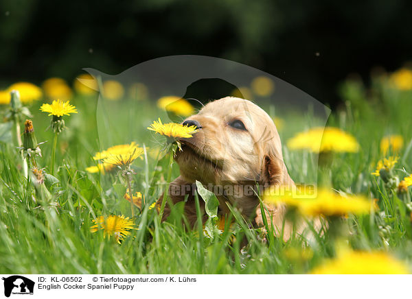 English Cocker Spaniel Welpe / English Cocker Spaniel Puppy / KL-06502