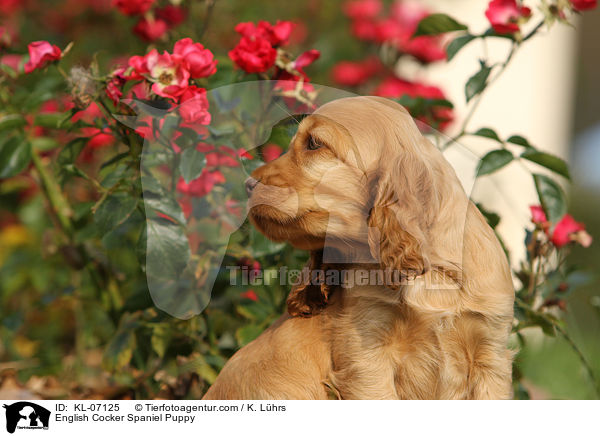 English Cocker Spaniel Puppy / KL-07125