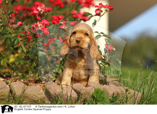 English Cocker Spaniel Puppy / KL-07127