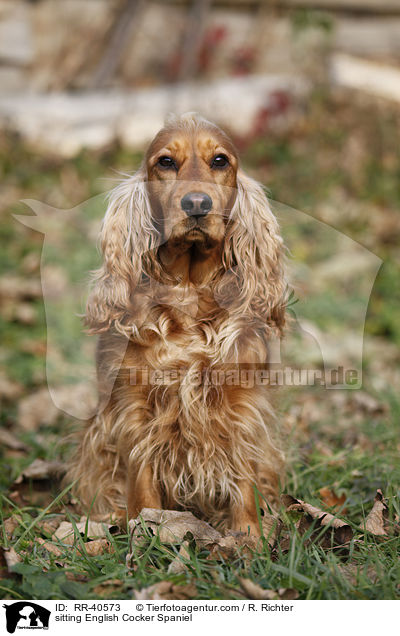 sitting English Cocker Spaniel / RR-40573