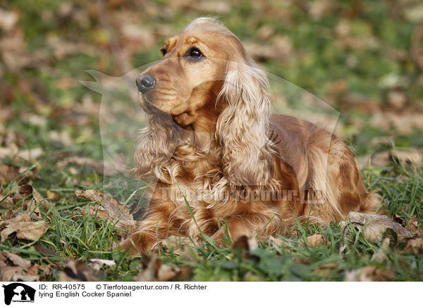 lying English Cocker Spaniel / RR-40575