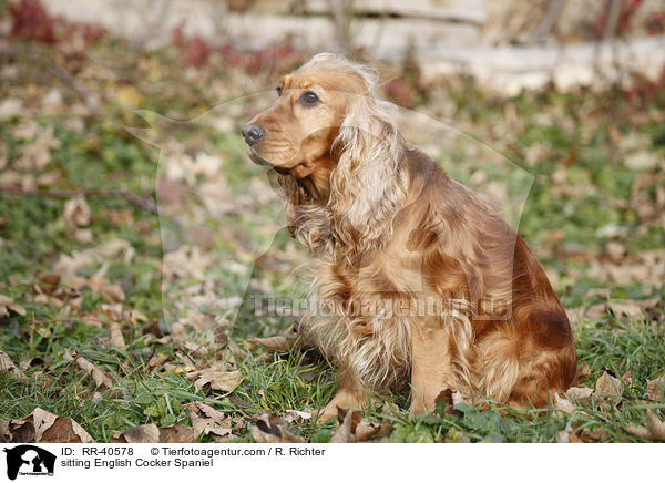 sitting English Cocker Spaniel / RR-40578