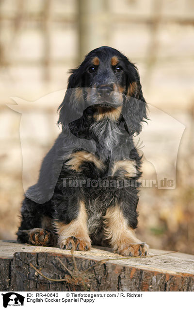 English Cocker Spaniel Welpe / English Cocker Spaniel Puppy / RR-40643