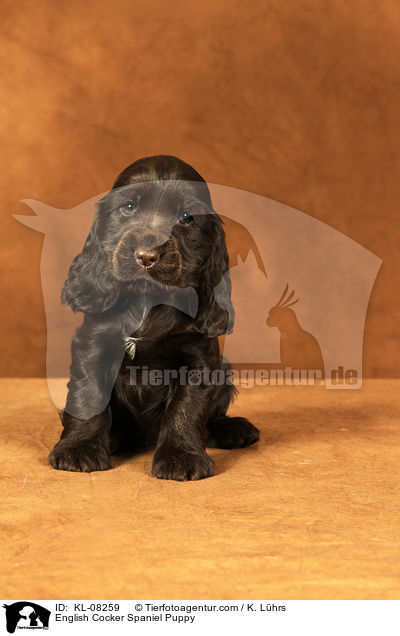 English Cocker Spaniel Puppy / KL-08259