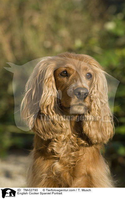 English Cocker Spaniel Portrait / TM-02790