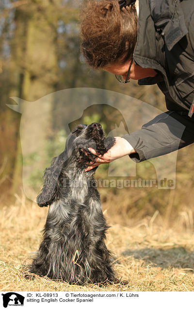 sitzender English Cocker Spaniel / sitting English Cocker Spaniel / KL-08913