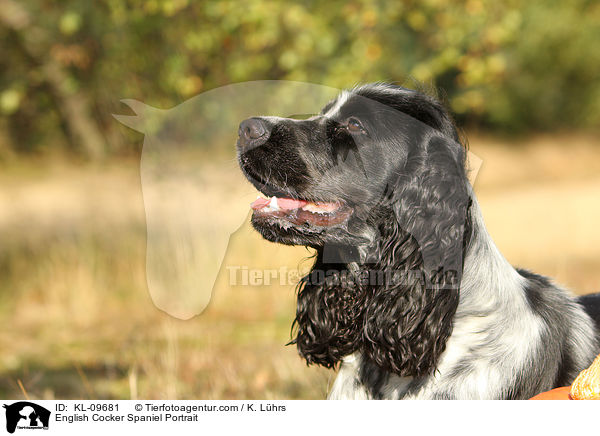 English Cocker Spaniel Portrait / KL-09681