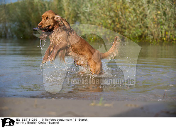 running English Cocker Spaniel / SST-11286